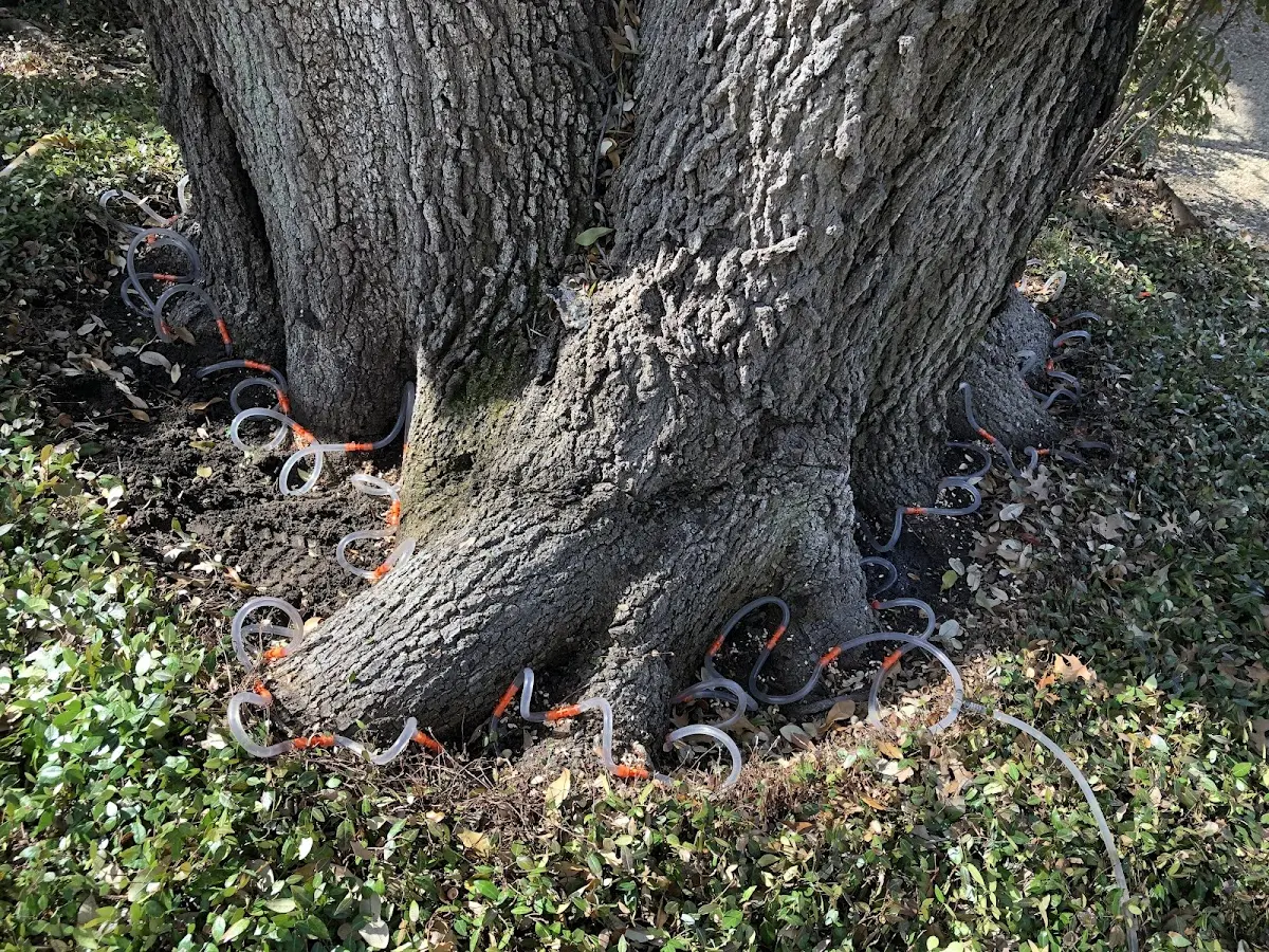 Detailed Tree Cabling and Bracing job site in Lehigh