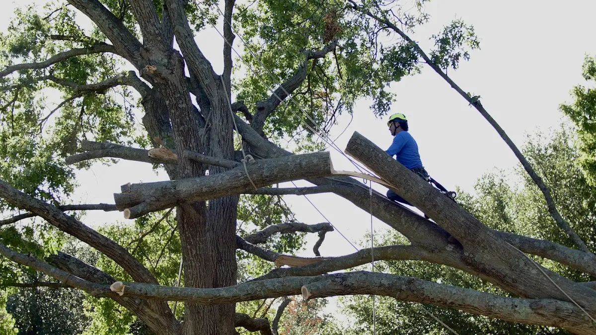 Professional Crown Thinning performed by certified arborists in Lehigh