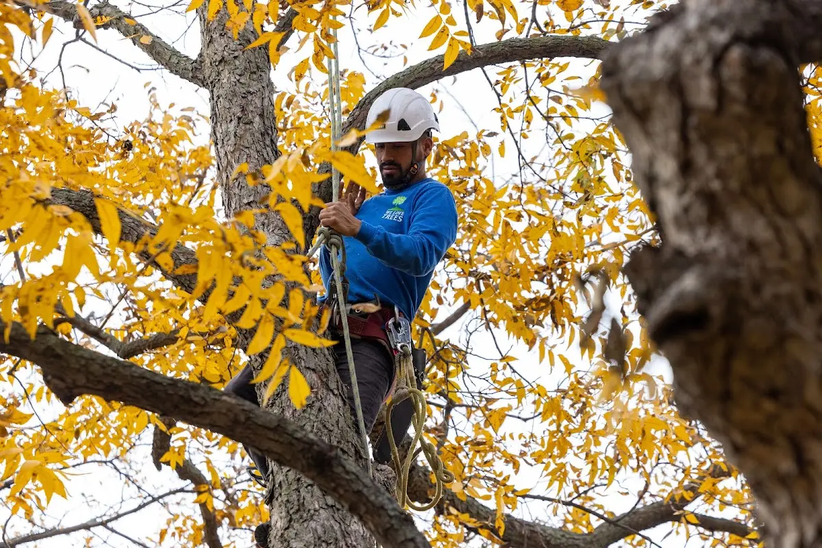 Skilled Tree Planting crew working in Lehigh